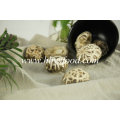 Quality Dried Vegetable/White Flower Mushroom